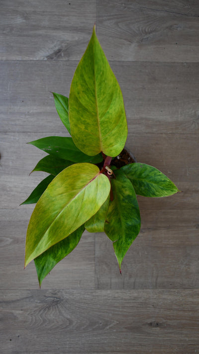 Philodendron Painted Lady
