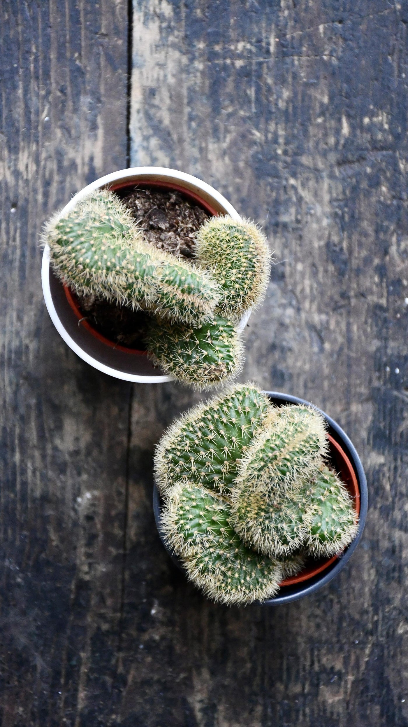 Baby Hildewintera Crestata & Pot