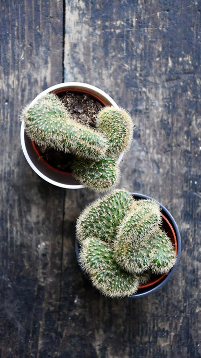 Baby Hildewintera Crestata & Pot
