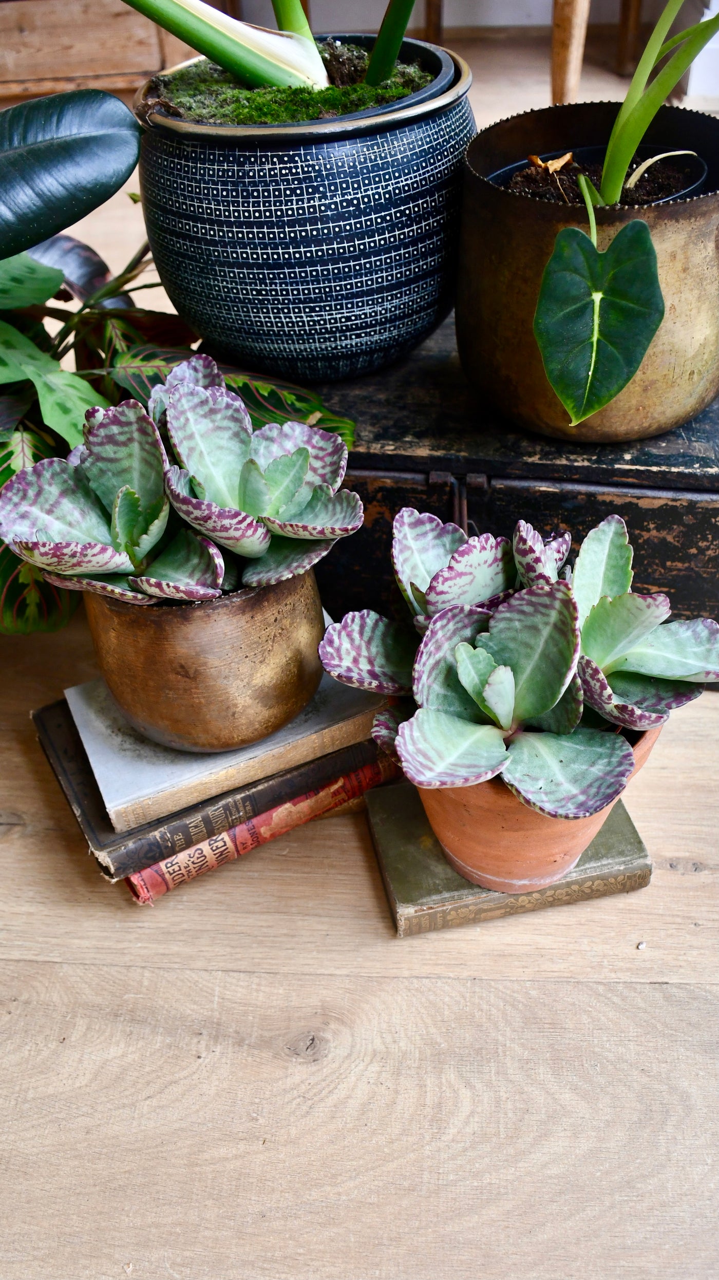 Kalanchoe Humilis (Desert Surprise)