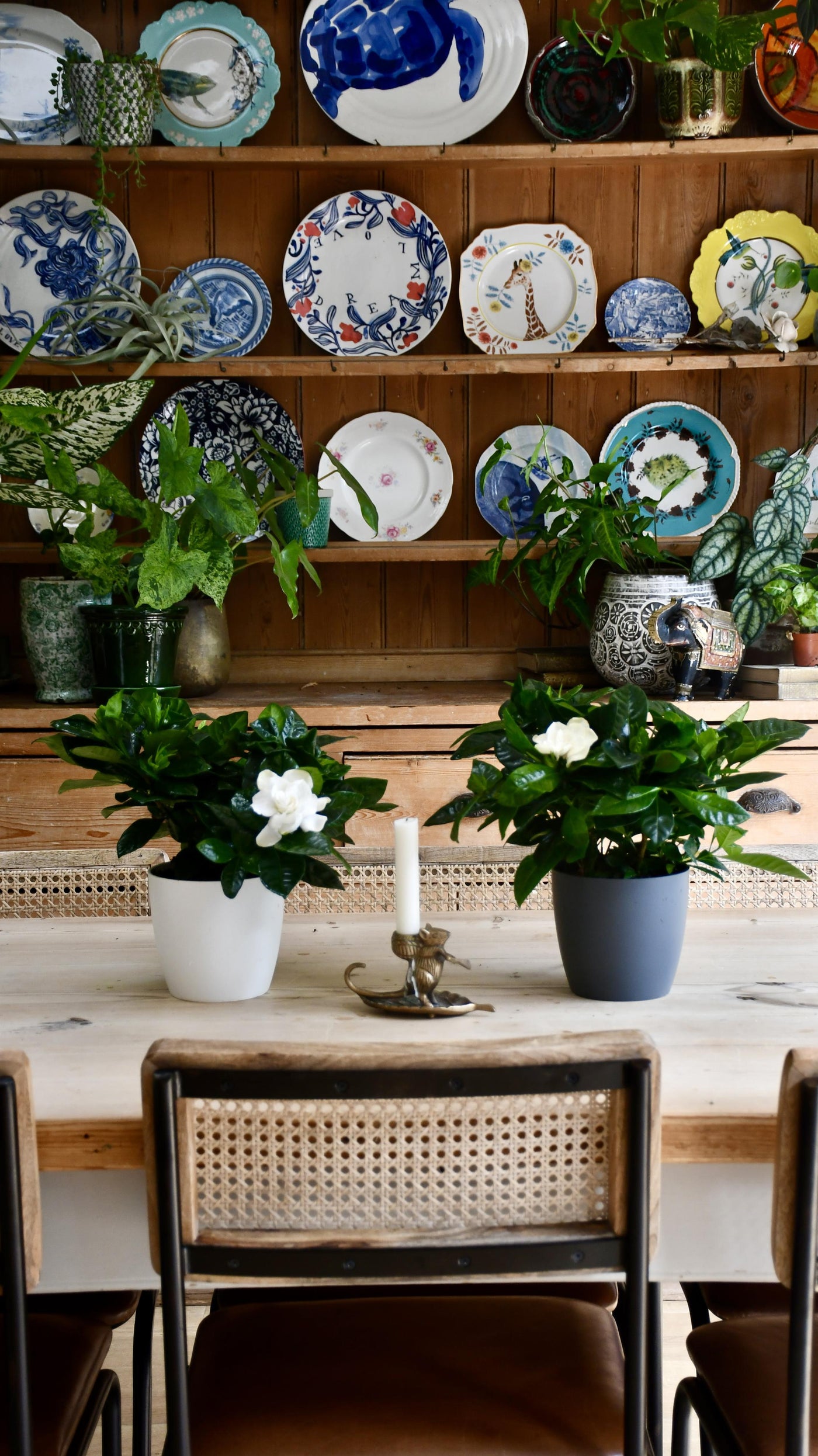 Gardenia Jasminoides (White Jasmine)