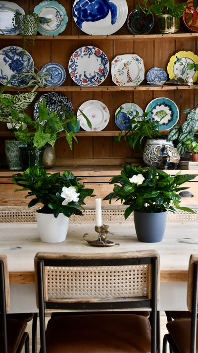 Gardenia Jasminoides (White Jasmine)