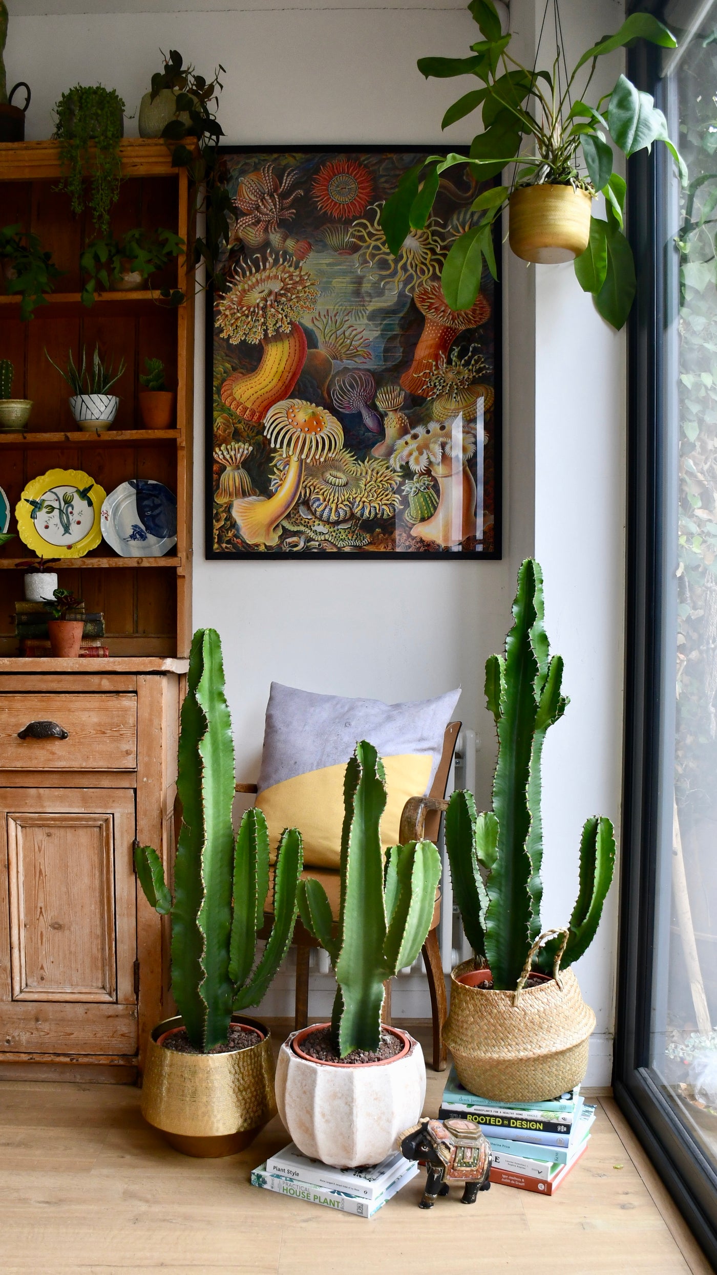 Euphorbia Erytrea - Candleabra Cactus