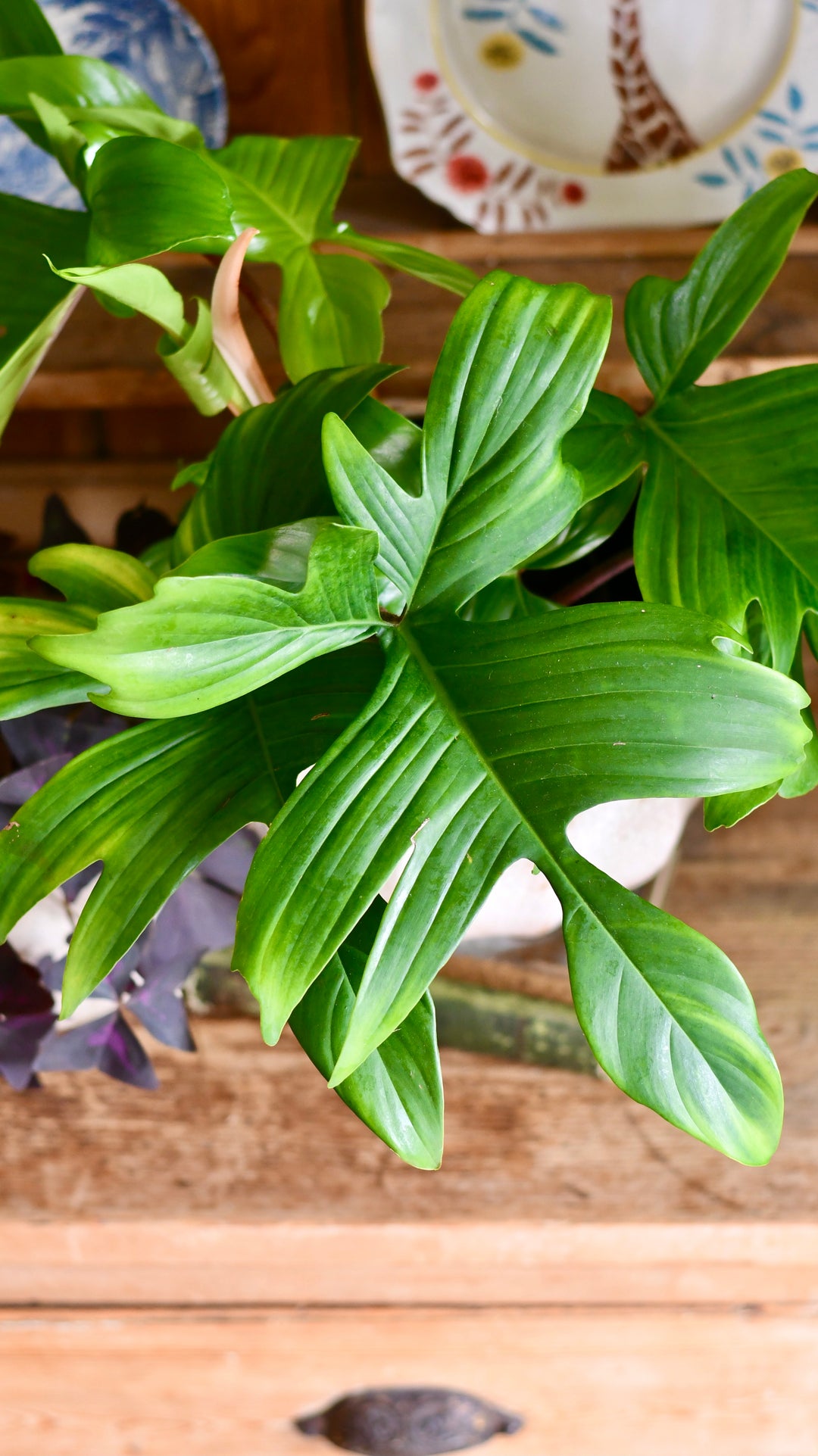 philodendron florida green mature Philodendron Florida | Rare Plant