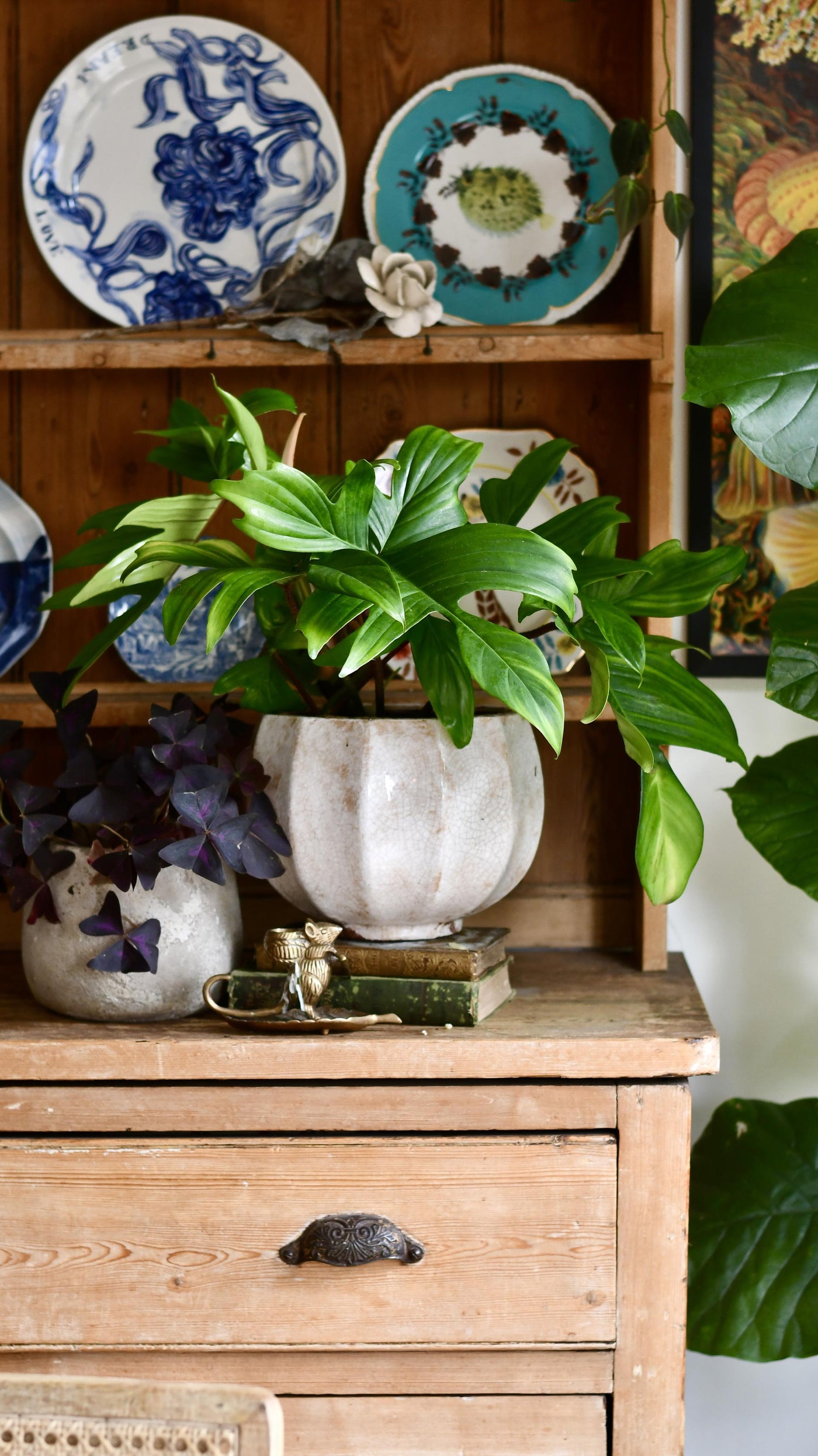 philodendron blue Philodendron Florida | Rare Plant
