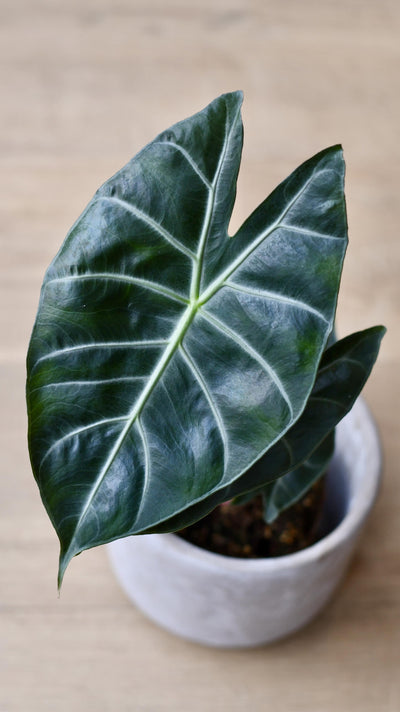 Alocasia Calidora (Pink Dragon Alocasia)