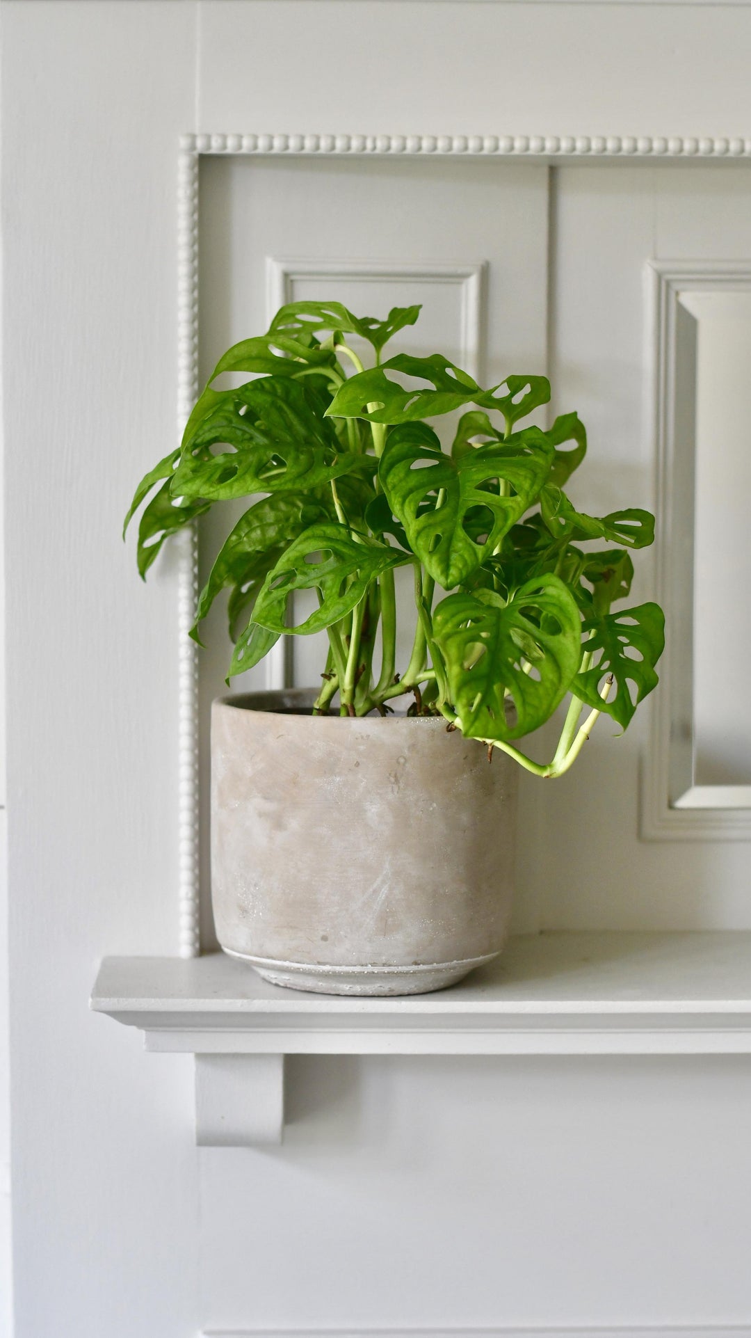 monstera monkey face Monstera Obliqua | Monkey Mask