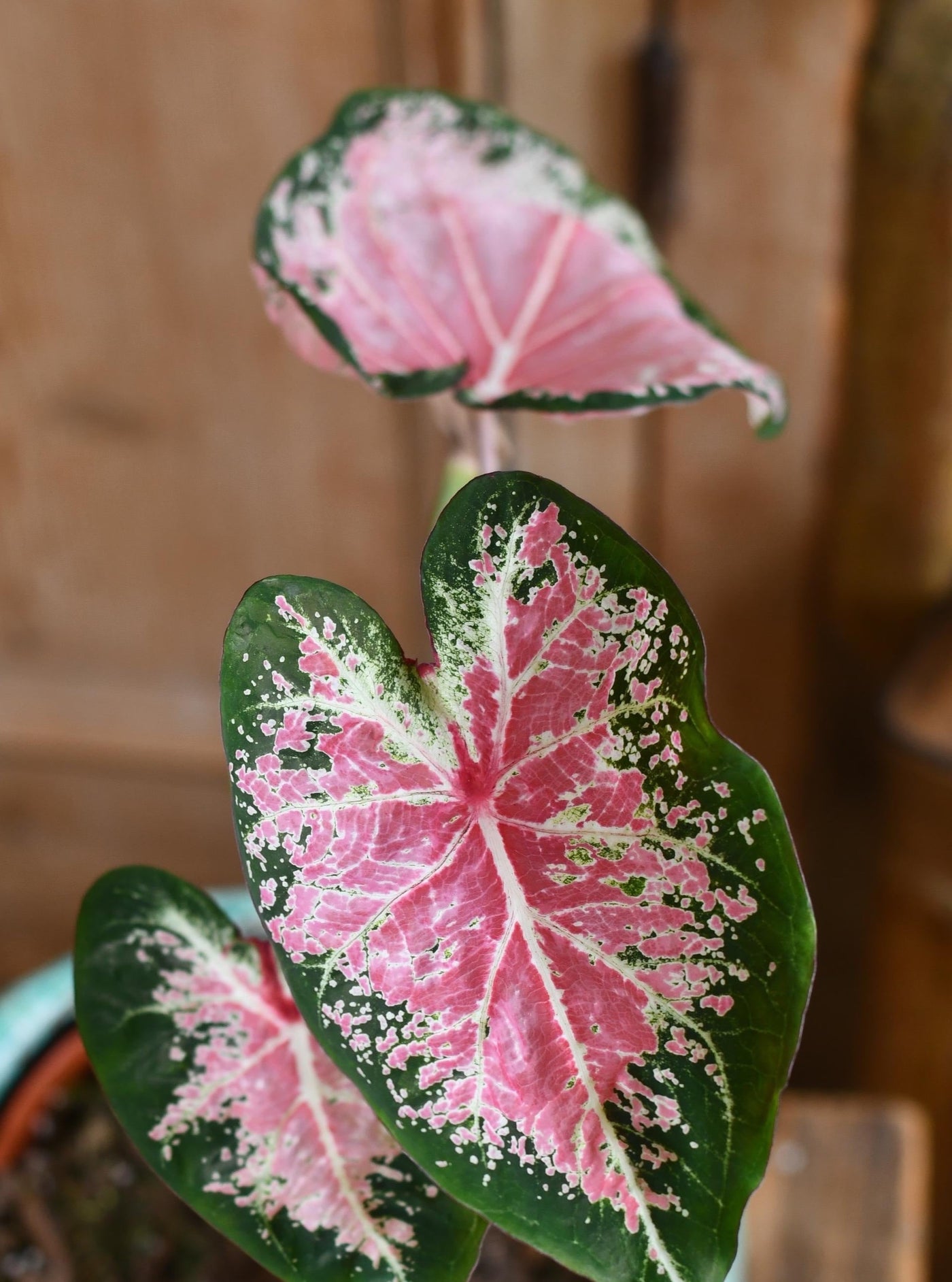 Caladium 13cm pot