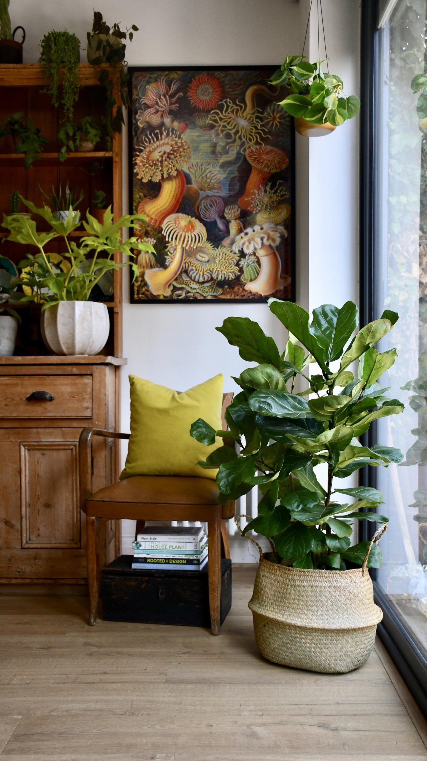 Fiddle Leaf Fig Tree (Ficus Lyrata with Three Stem)