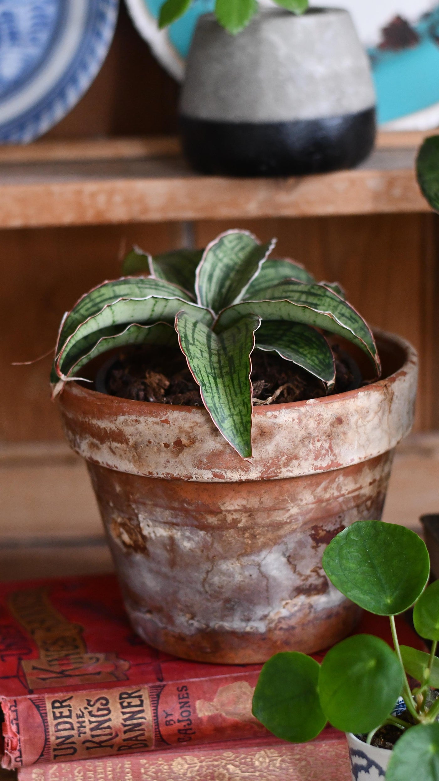 sansevieria kirkii star Sansevieria Kirkii | Silver Blue