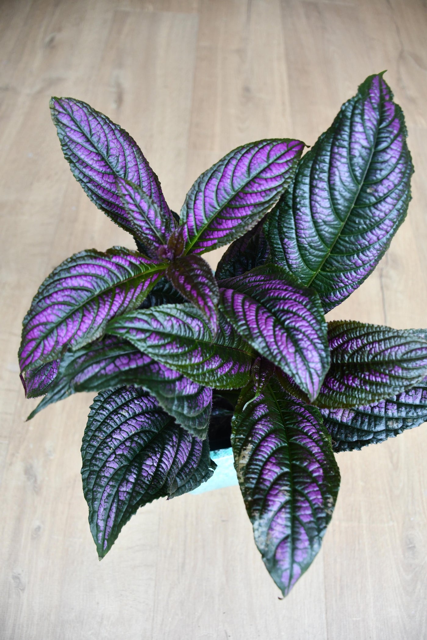 persian shield indoor plant Strobilanthes Dyeriana