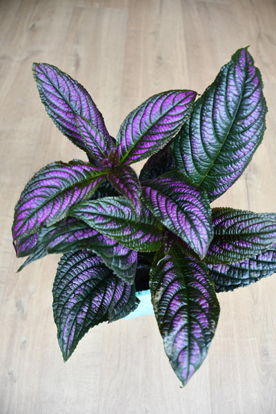 Strobilanthes Dyeriana - Persian Shield 14cm x 45cm