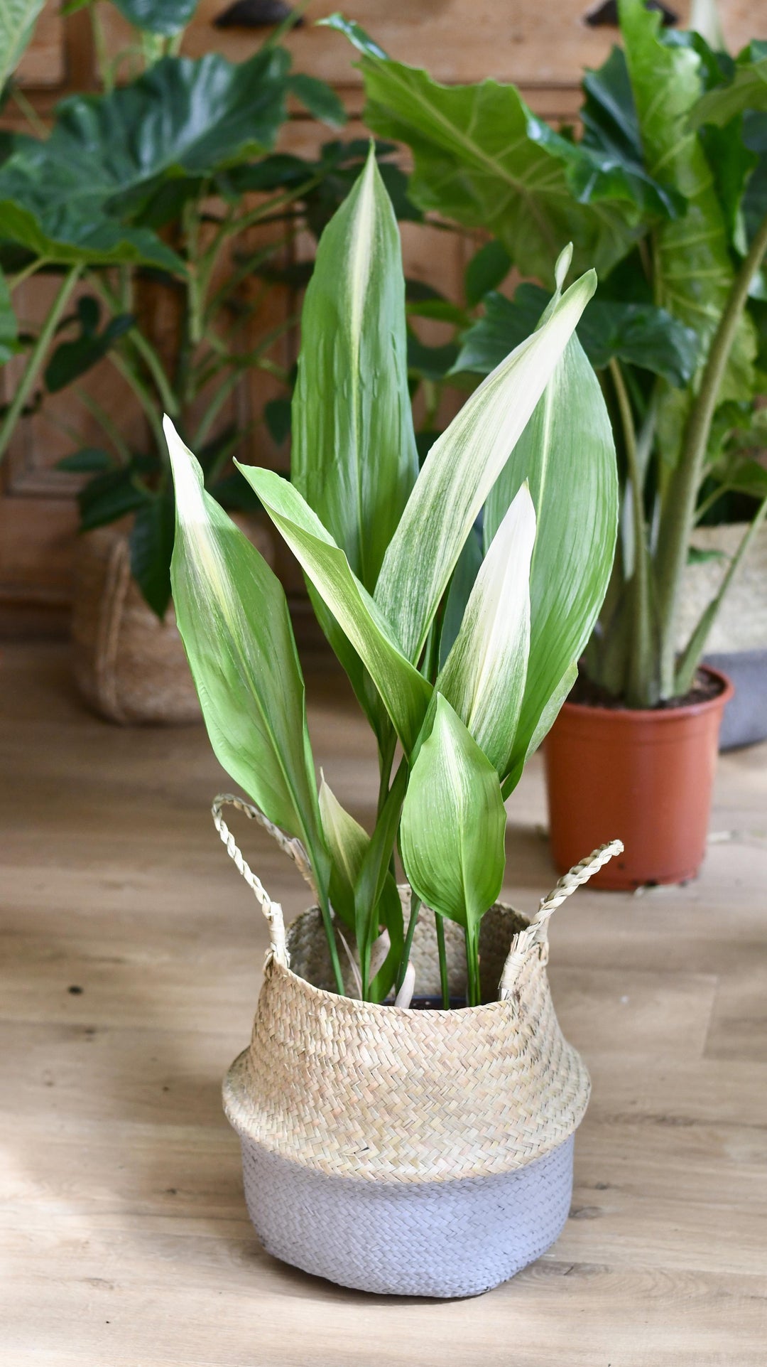 Aspidistra Elatior 'Asahi' *Very Rare*