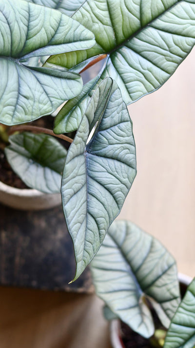 Alocasia Platinum