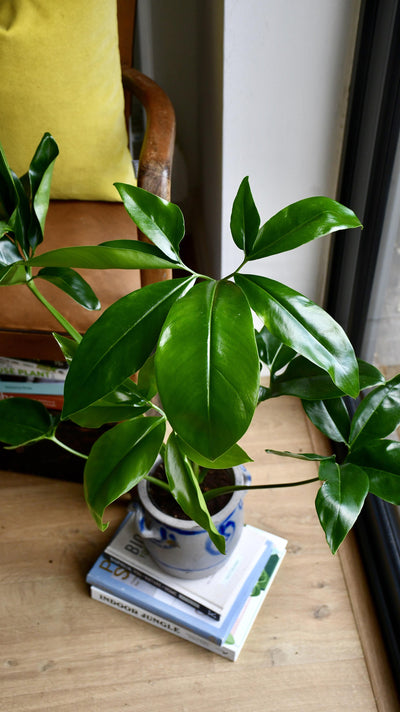 Small Philodendron Goeldii