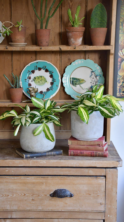 Dracaena Surculosa 'Milky Way'