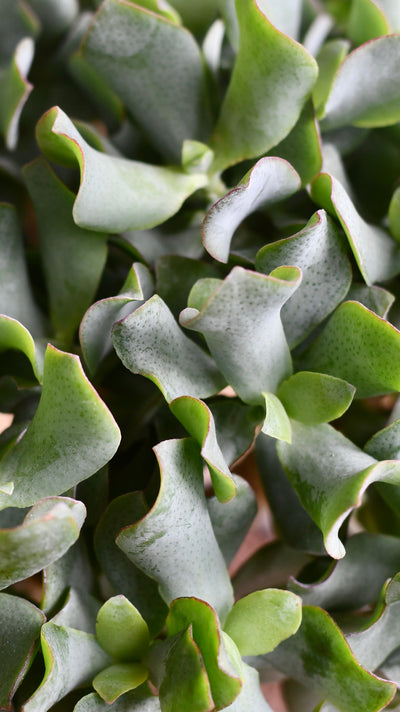 Crassula Bonsai Tree - Jade Bonsai