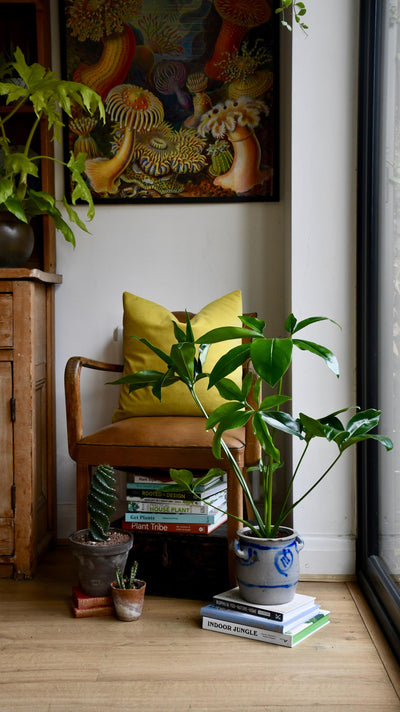 Small Philodendron Goeldii