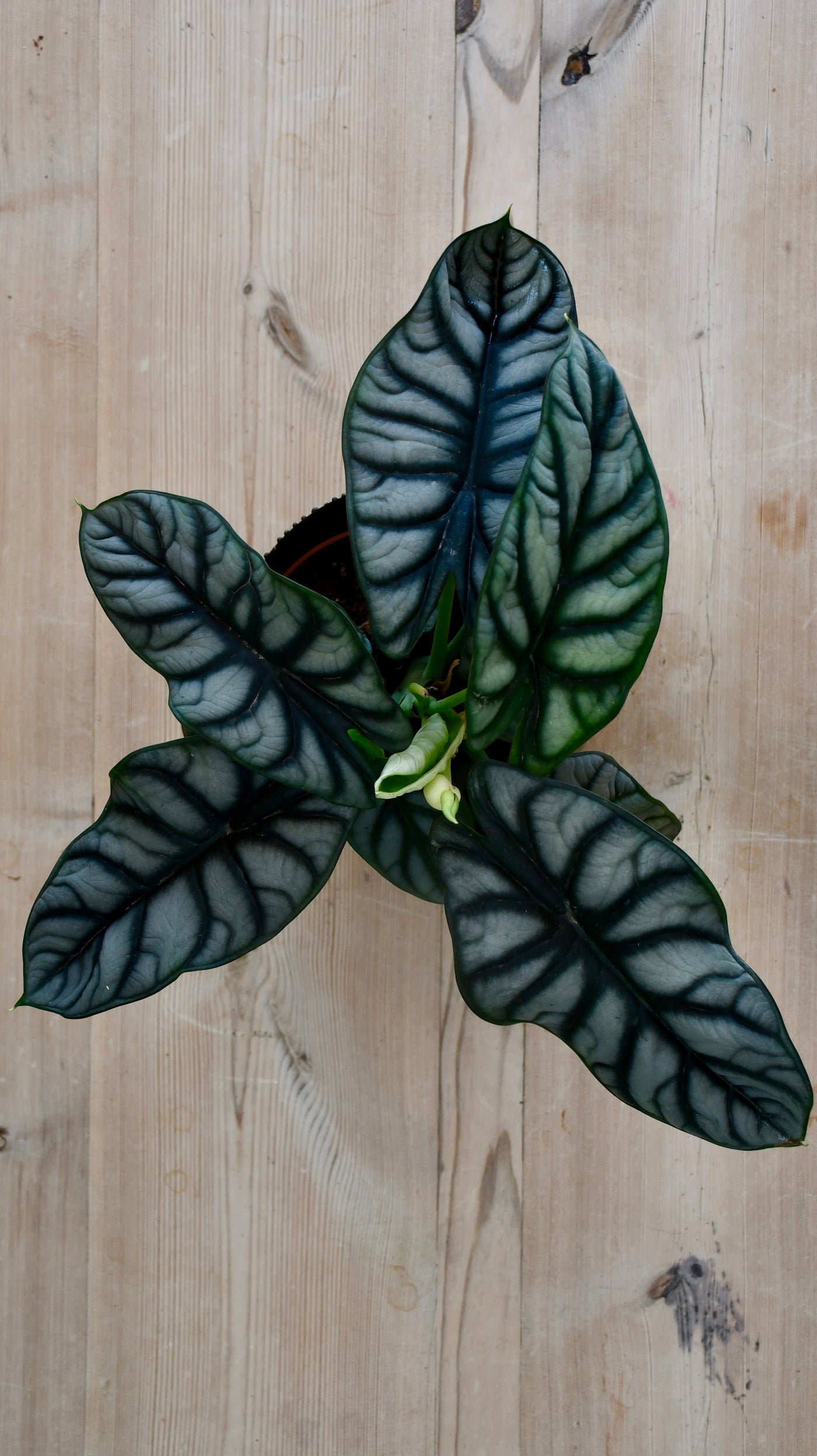 Alocasia Silver Dragon