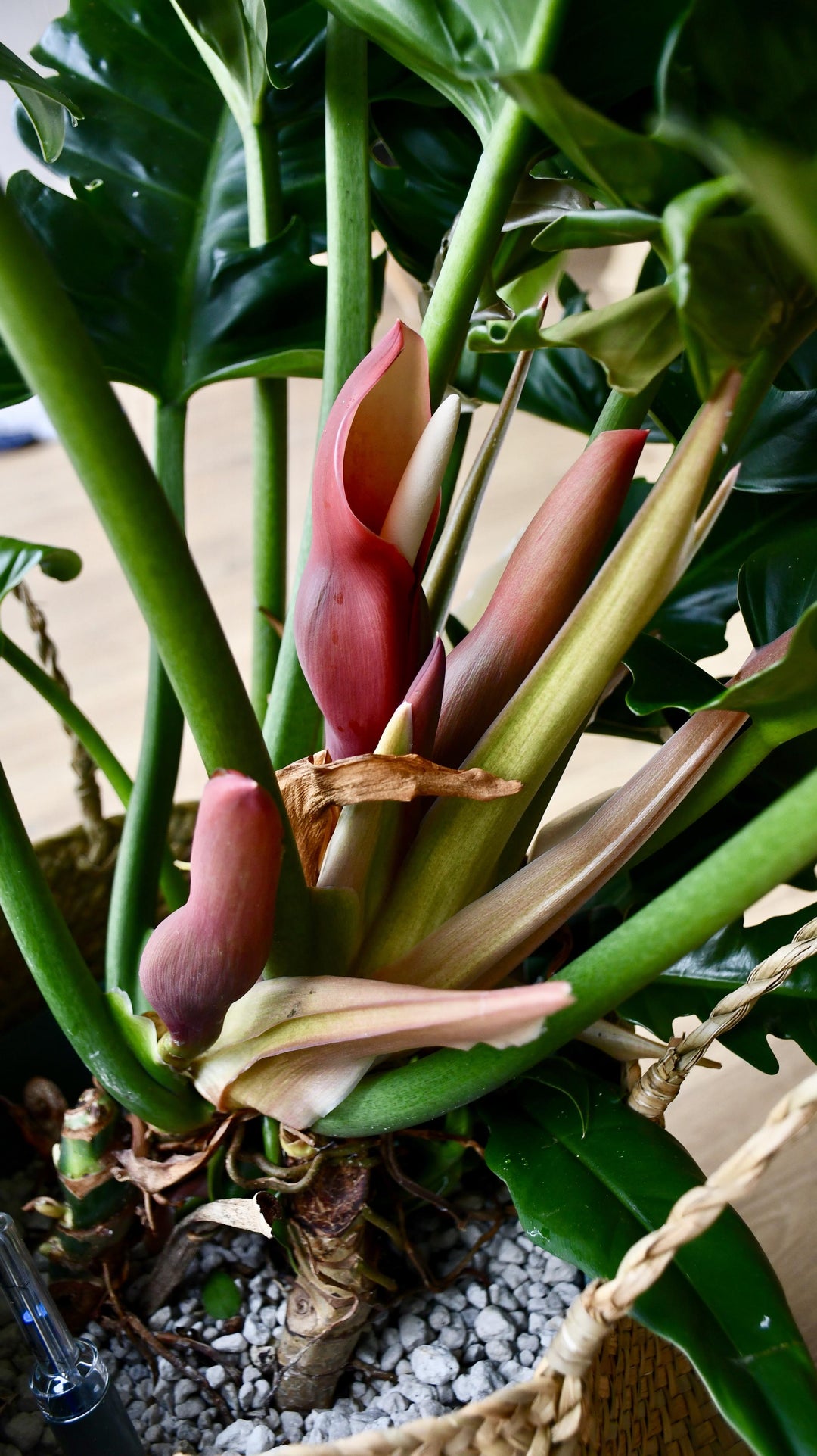 Philodendron Narrow | Tiger Tooth Plant