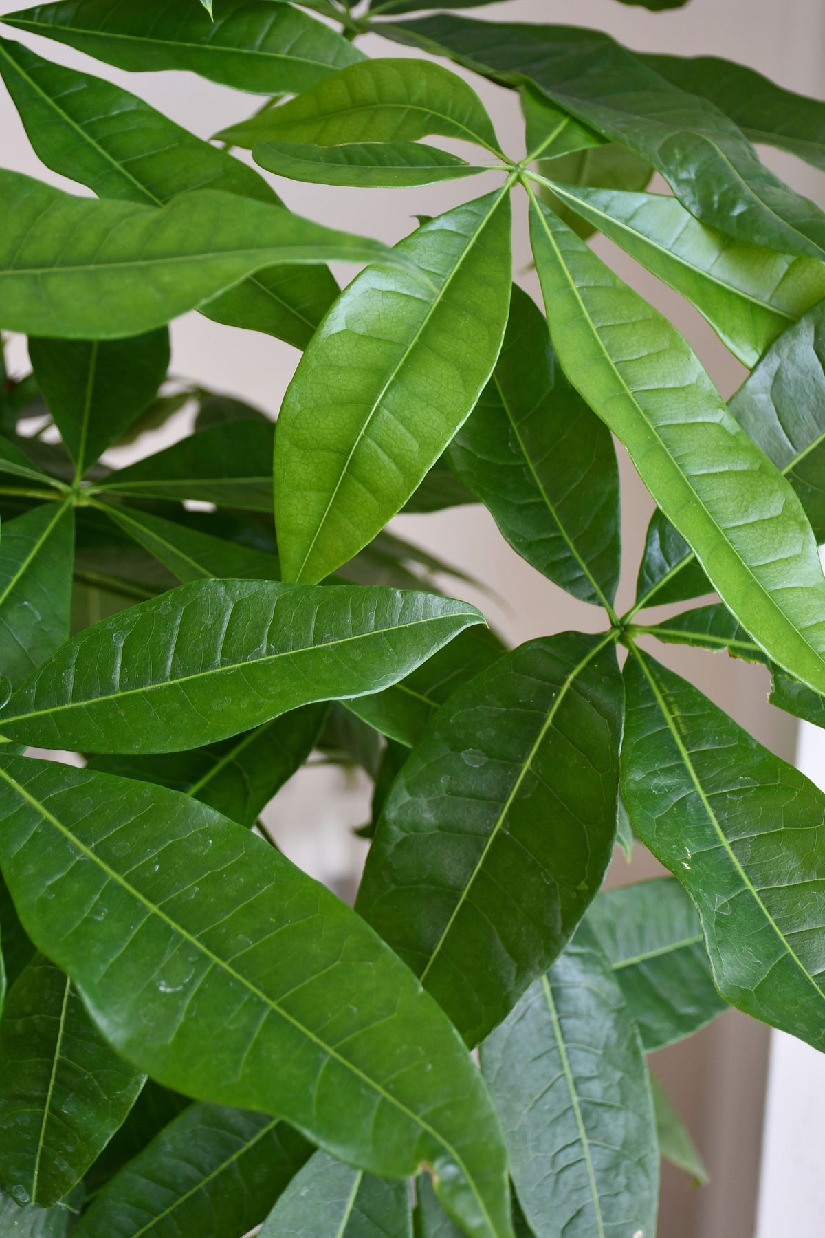Braided Mexican Money Tree | Pachira Aquatica | Happy Houseplants ...