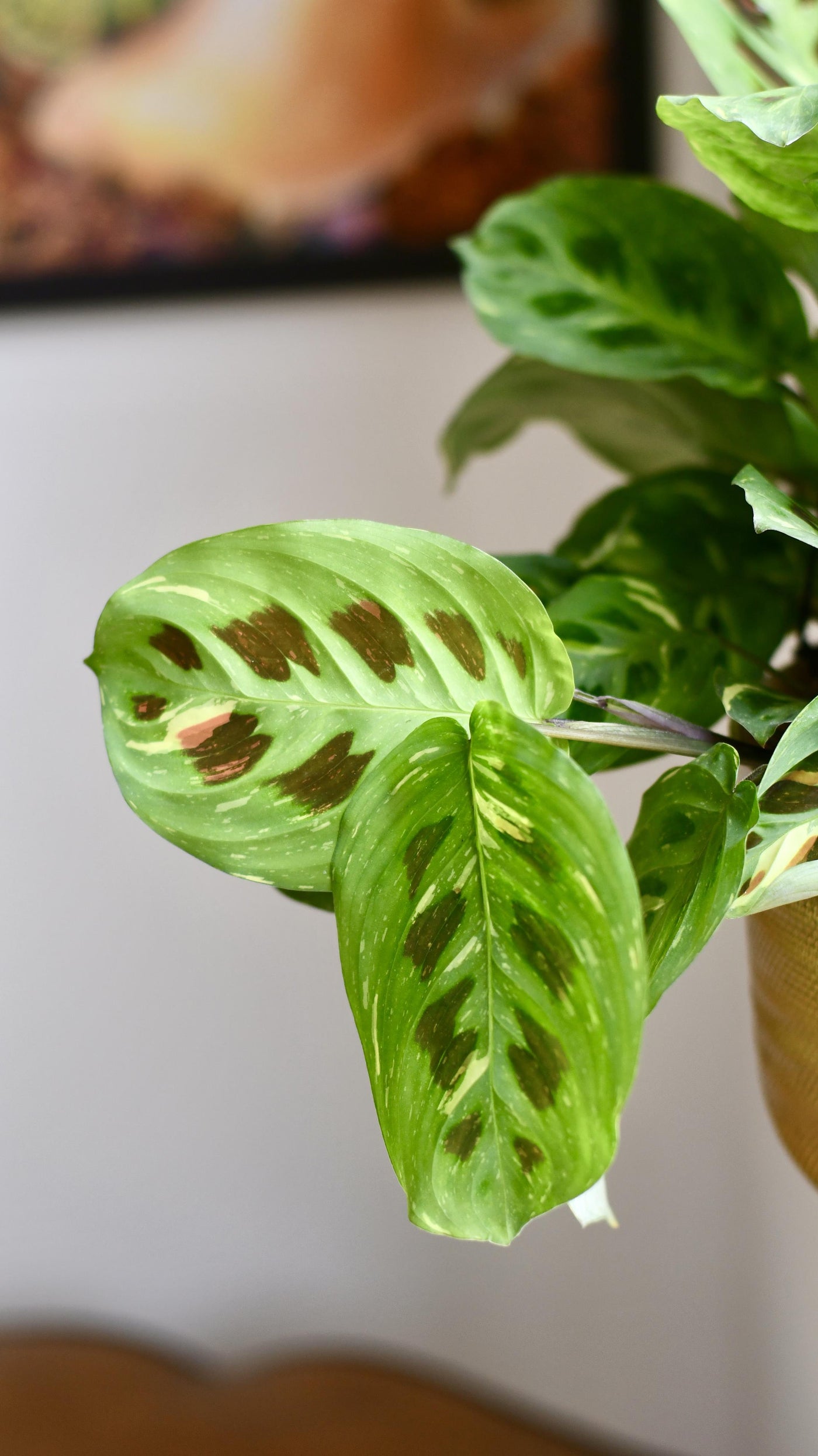 Variegated Maranta Leuconeura Kercho *rare*