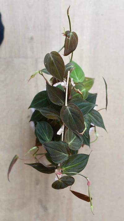 Philodendron Micans