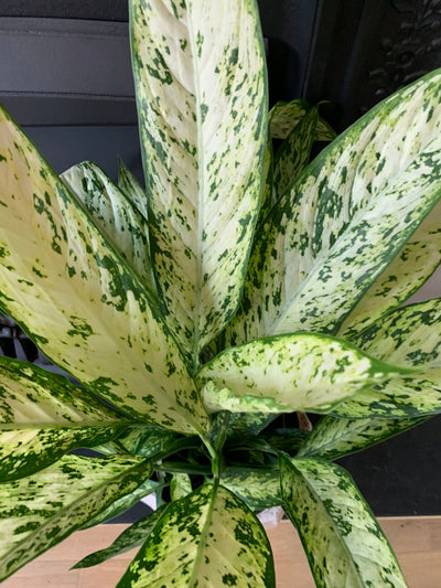 Dieffenbachia Vesuvius
