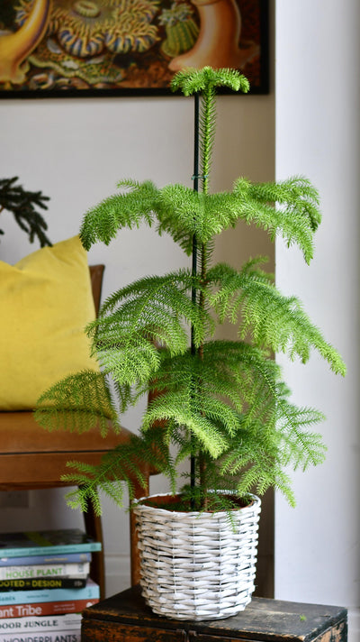 Araucaria Heterophylla 80cm (Norfolk Island Pine)