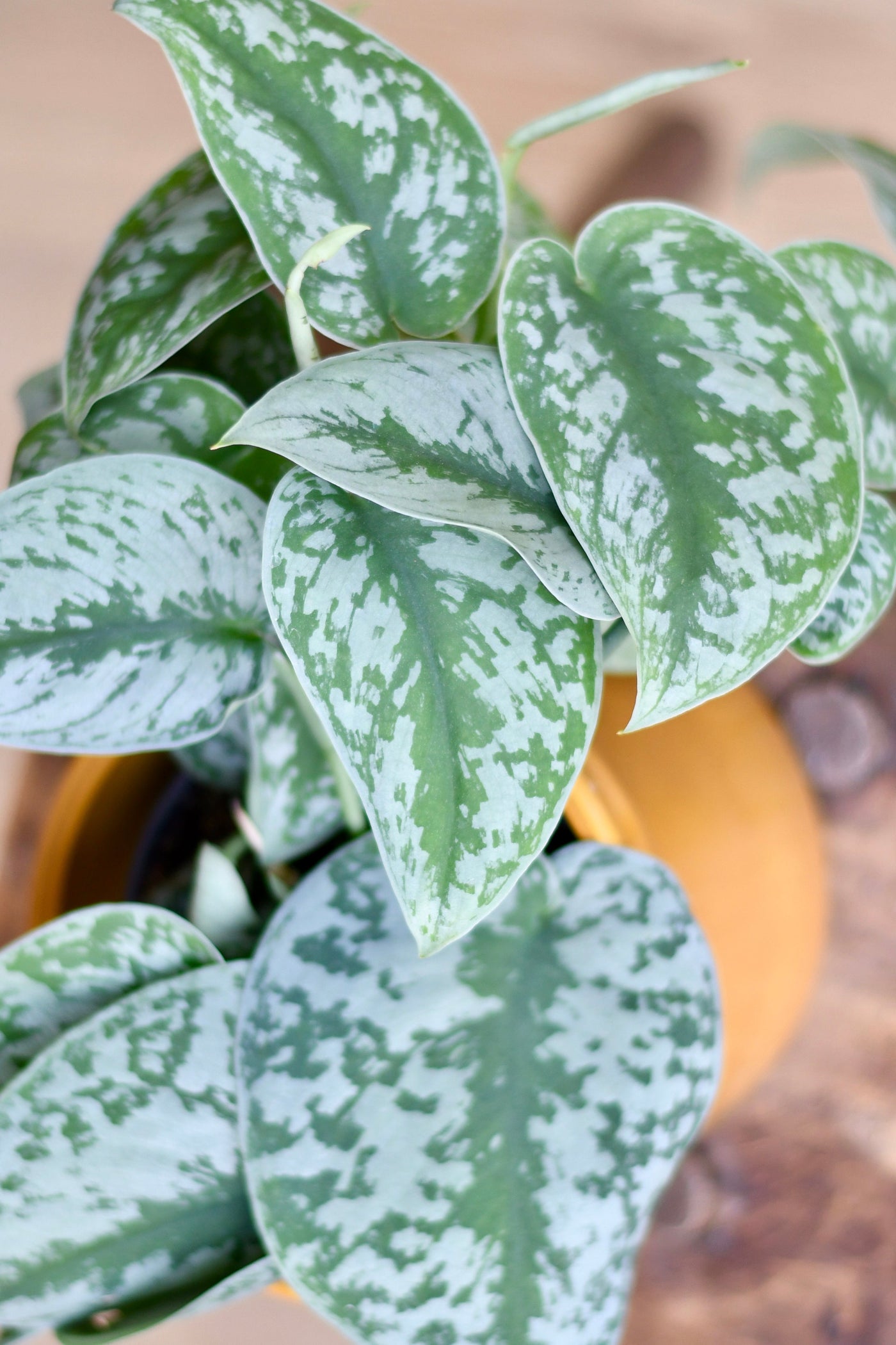 trebi pothos Scindapsus Pictus | Satin Pothos