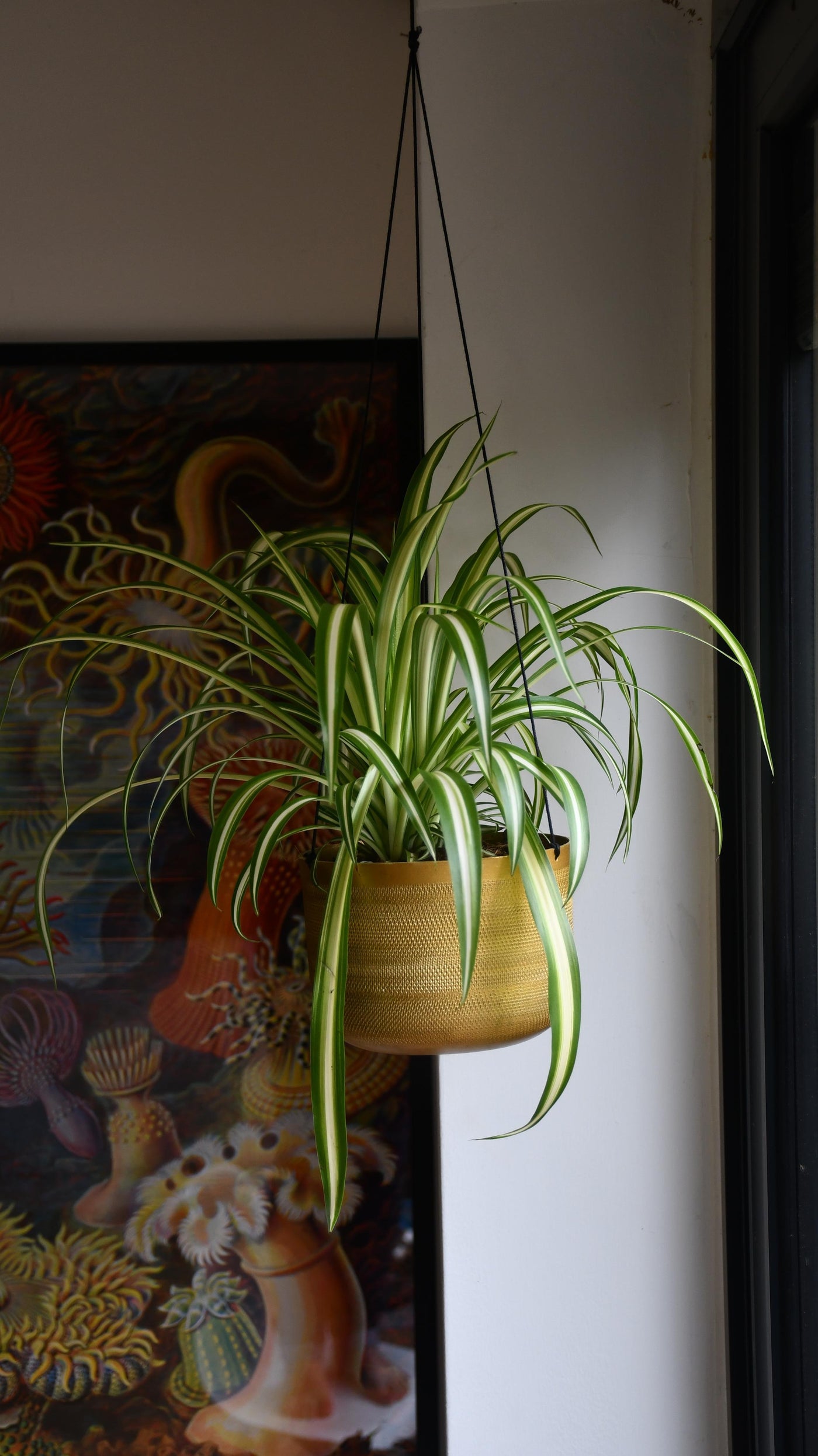 Chlorophytum comosum, Spider Plant