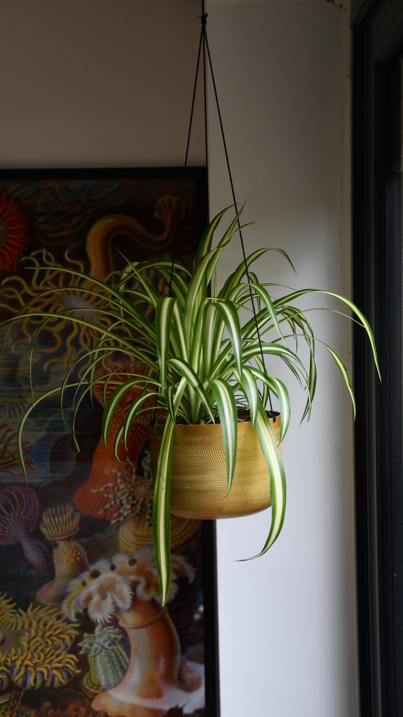 spider plant hanging ideas Chlorophytum comosum, Spider Plant – Happy Houseplants