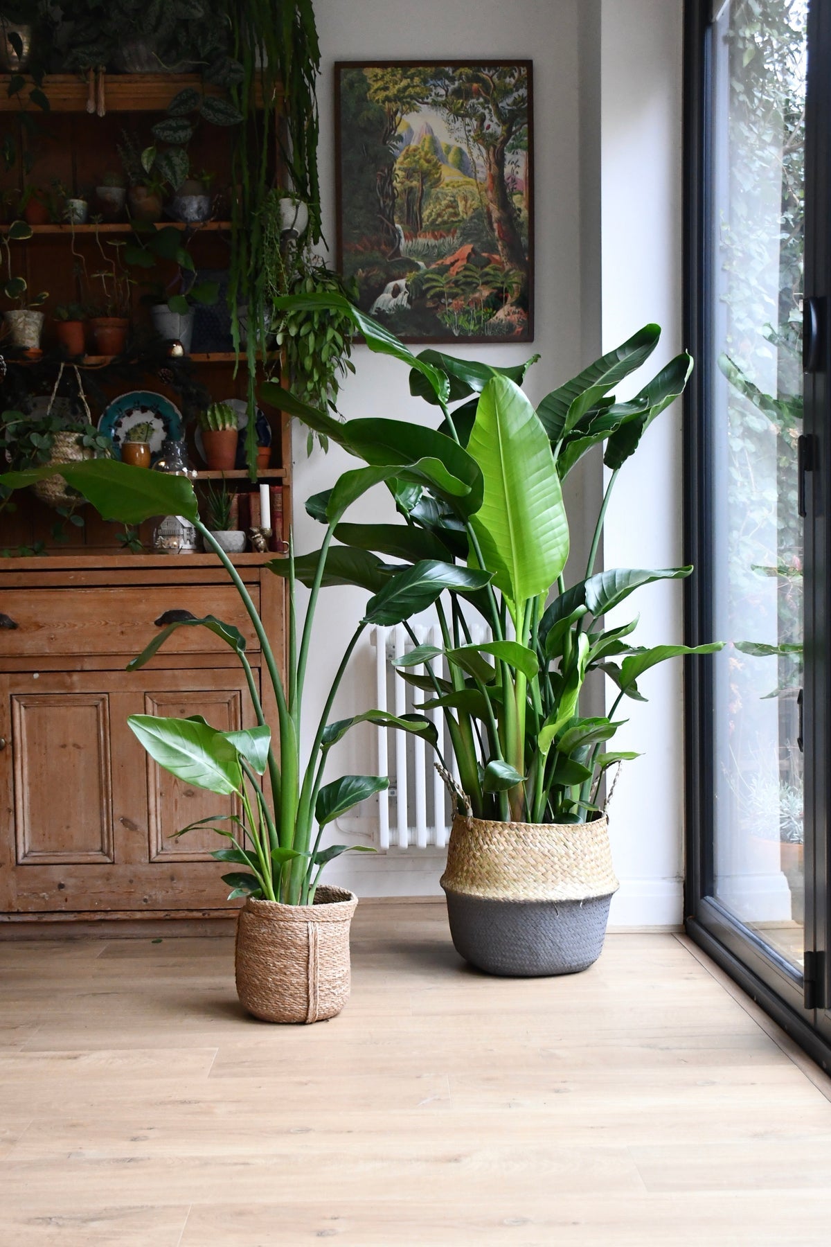 Air Purifying Office Plant Bundle with White Planters