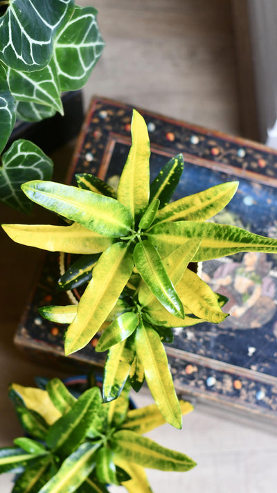 Croton Codiaeum 'Gold Sun'