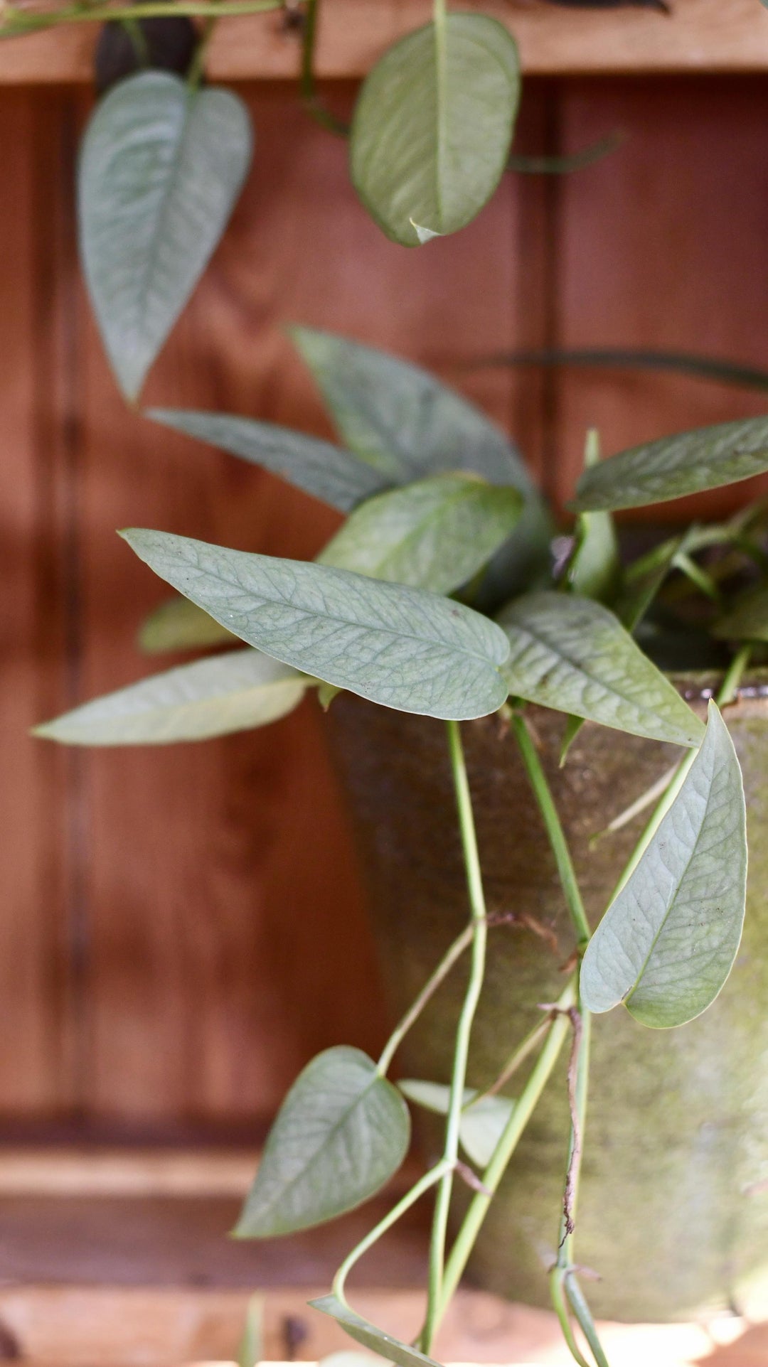 pothos cebu blue mature Epipremnum Cebu Blue
