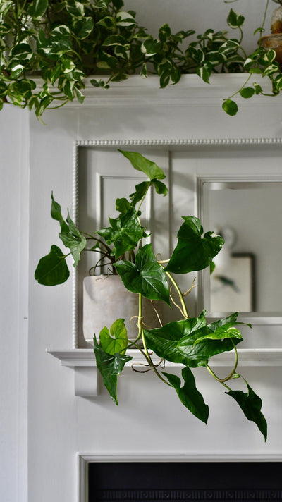 Syngonium Podophyllum