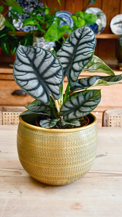 Alocasia Silver Dragon