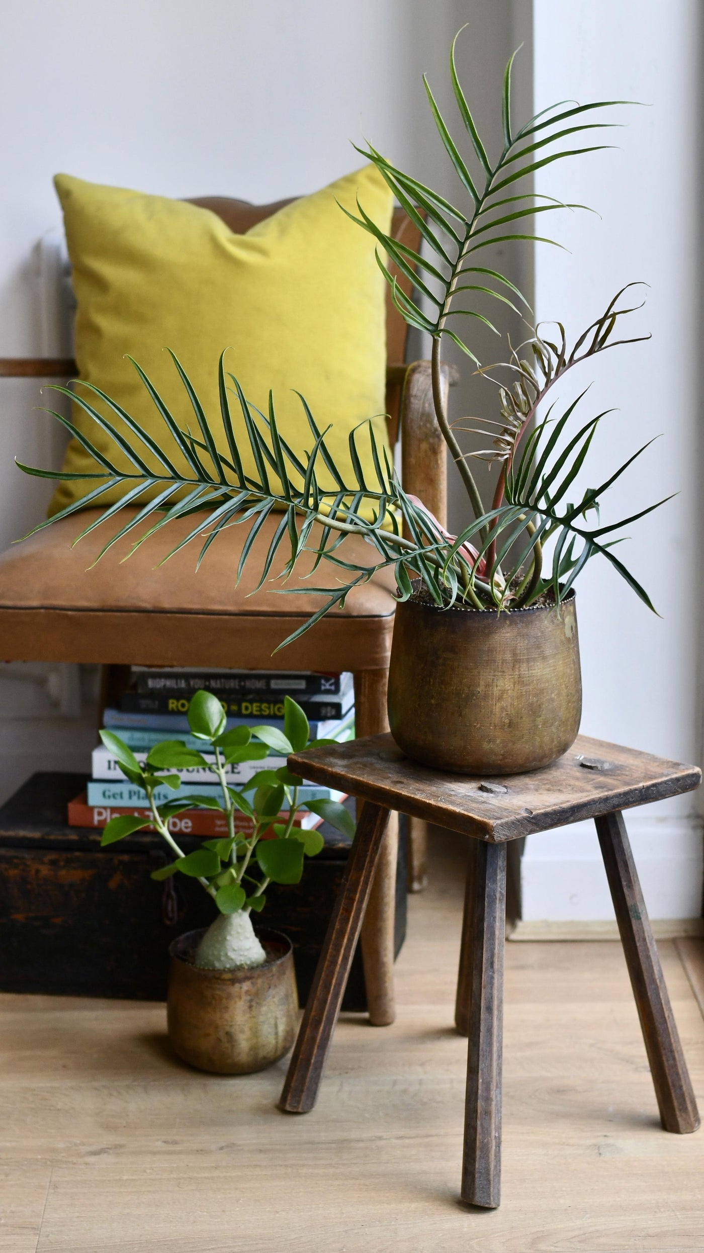 philodendron tortum in nature Philodendron Tortum | Rare Houseplants