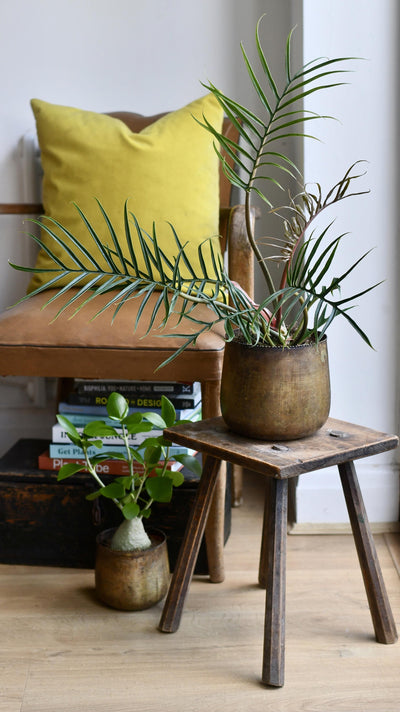 Philodendron Tortum *Rare*