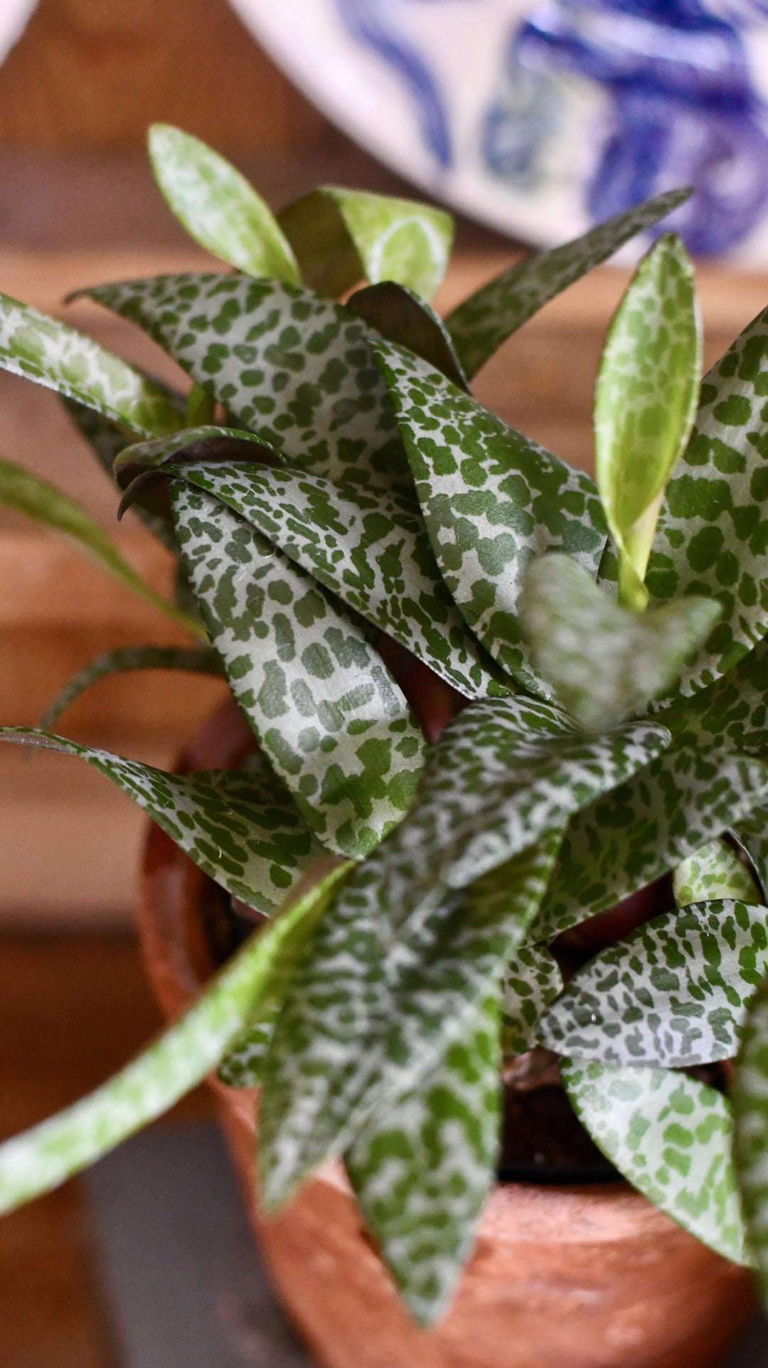 scilla succulent Scilla Violacea | Silver Squill | Wood Hyacinth