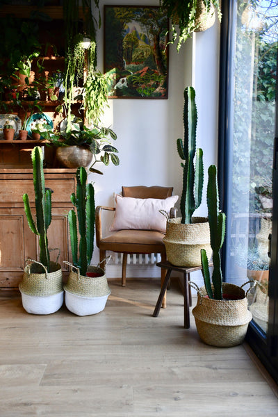 Euphorbia Acrurensis 85cm