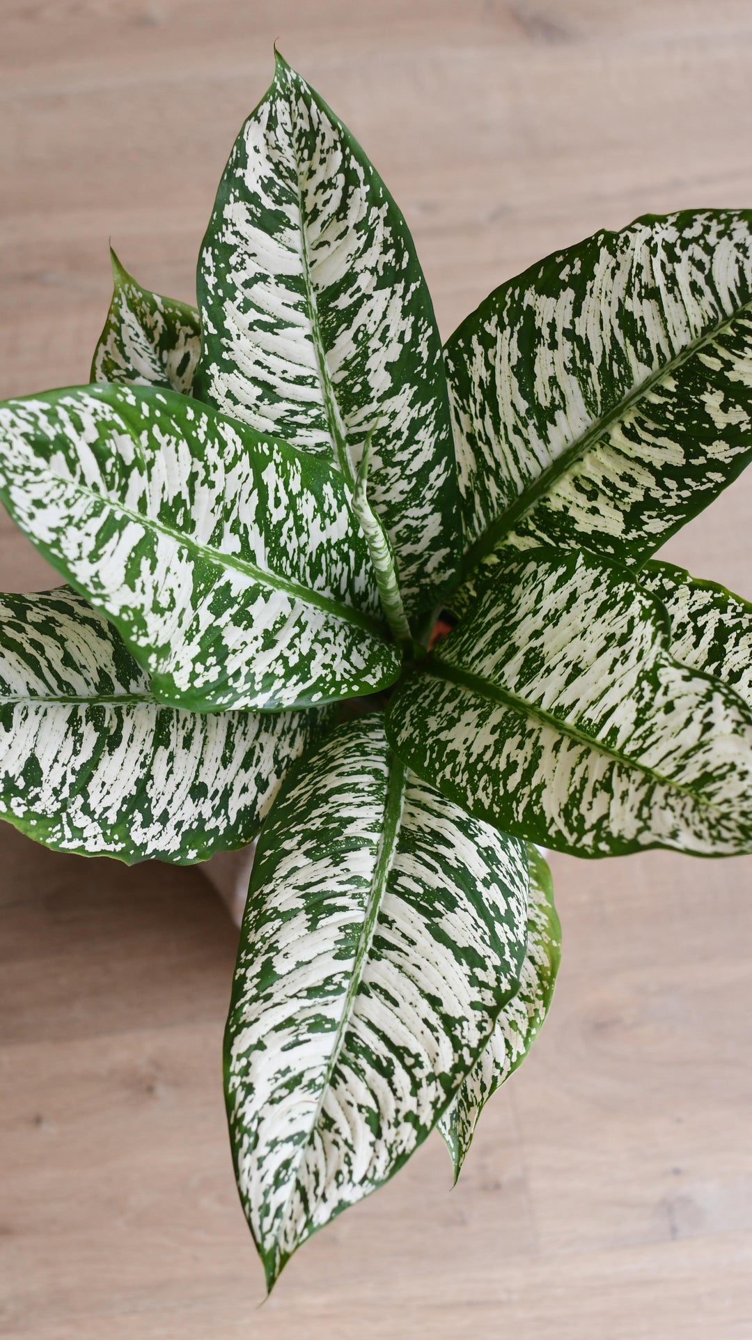 dieffenbachia white Dieffenbachia White Etna | Dumb Cane