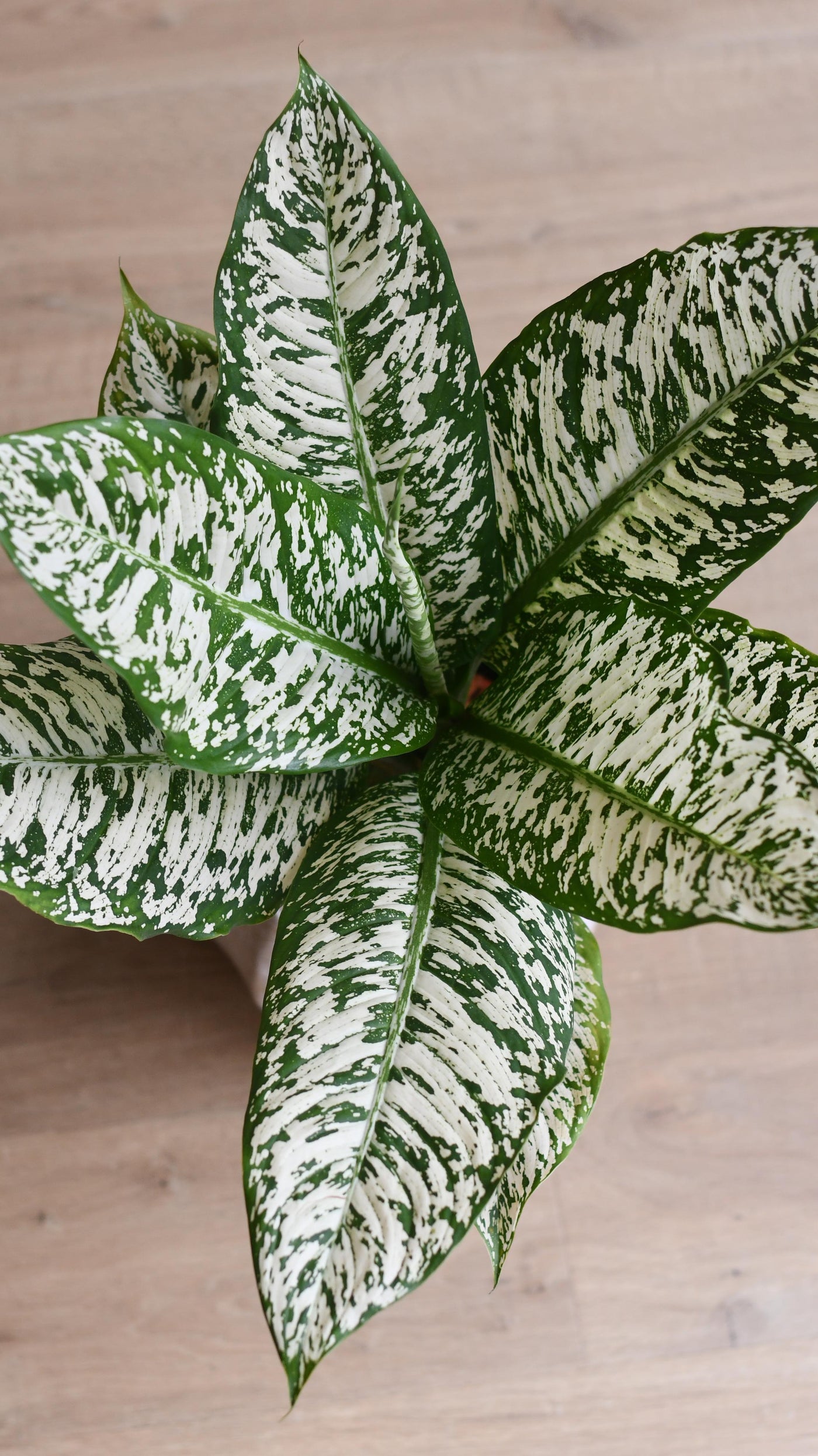 rare dieffenbachia Dieffenbachia White Etna | Dumb Cane