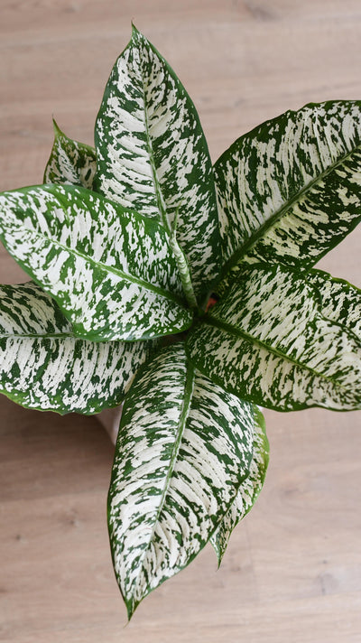 Dieffenbachia White Etna *Rare*