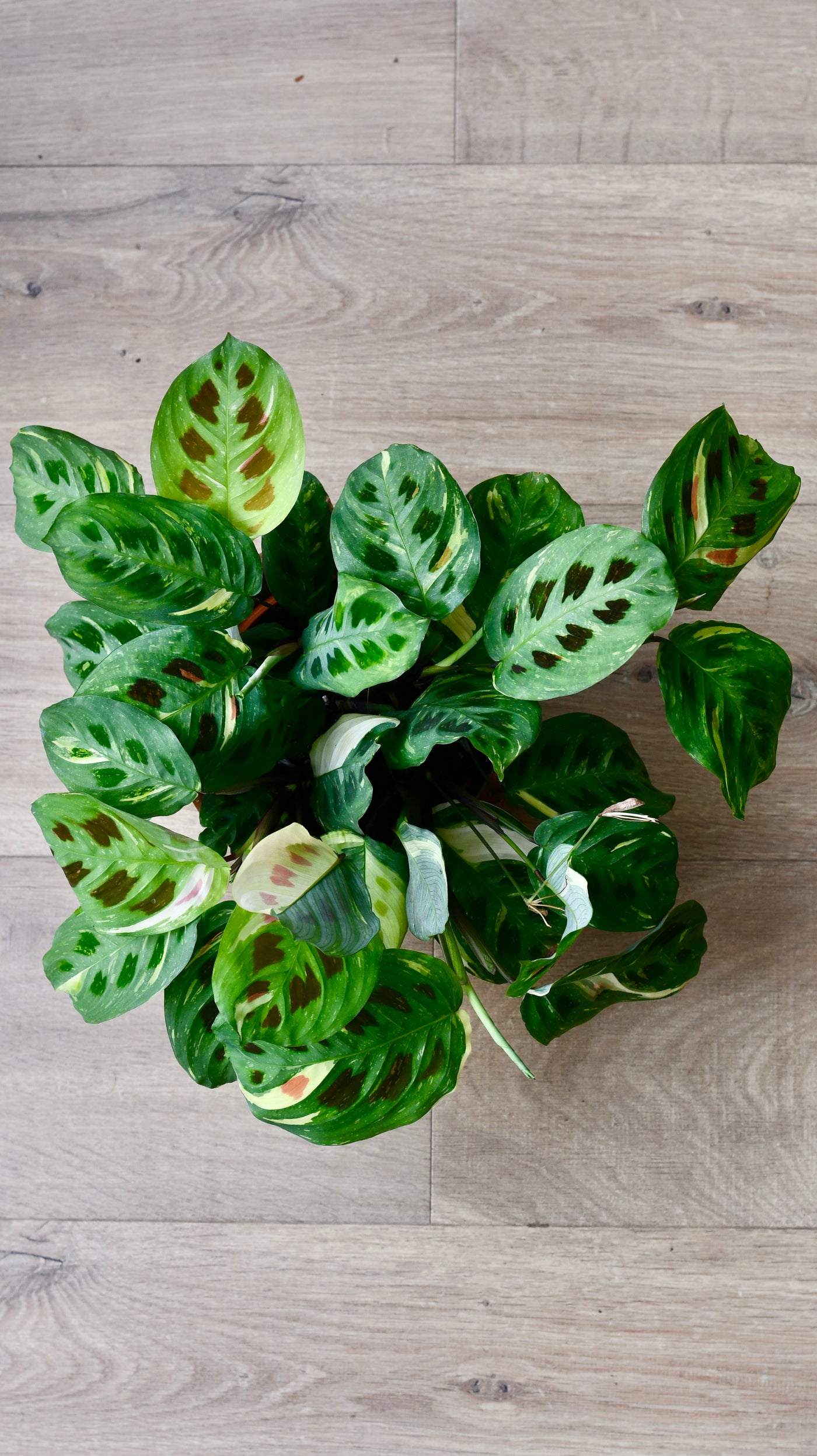 Variegated Maranta Leuconeura Kercho *rare*