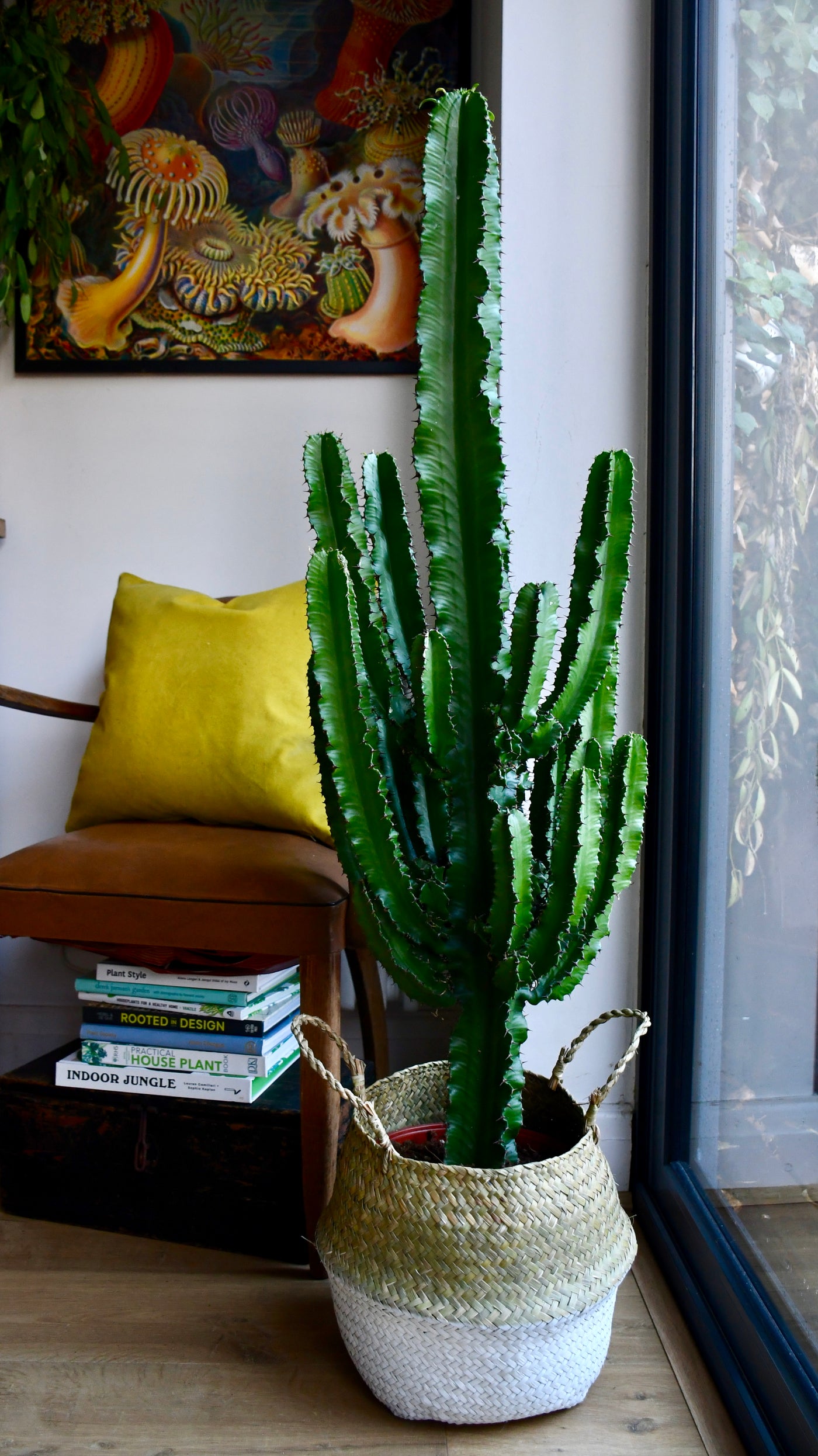 Large Euphorbia (Cowboy Cactus)