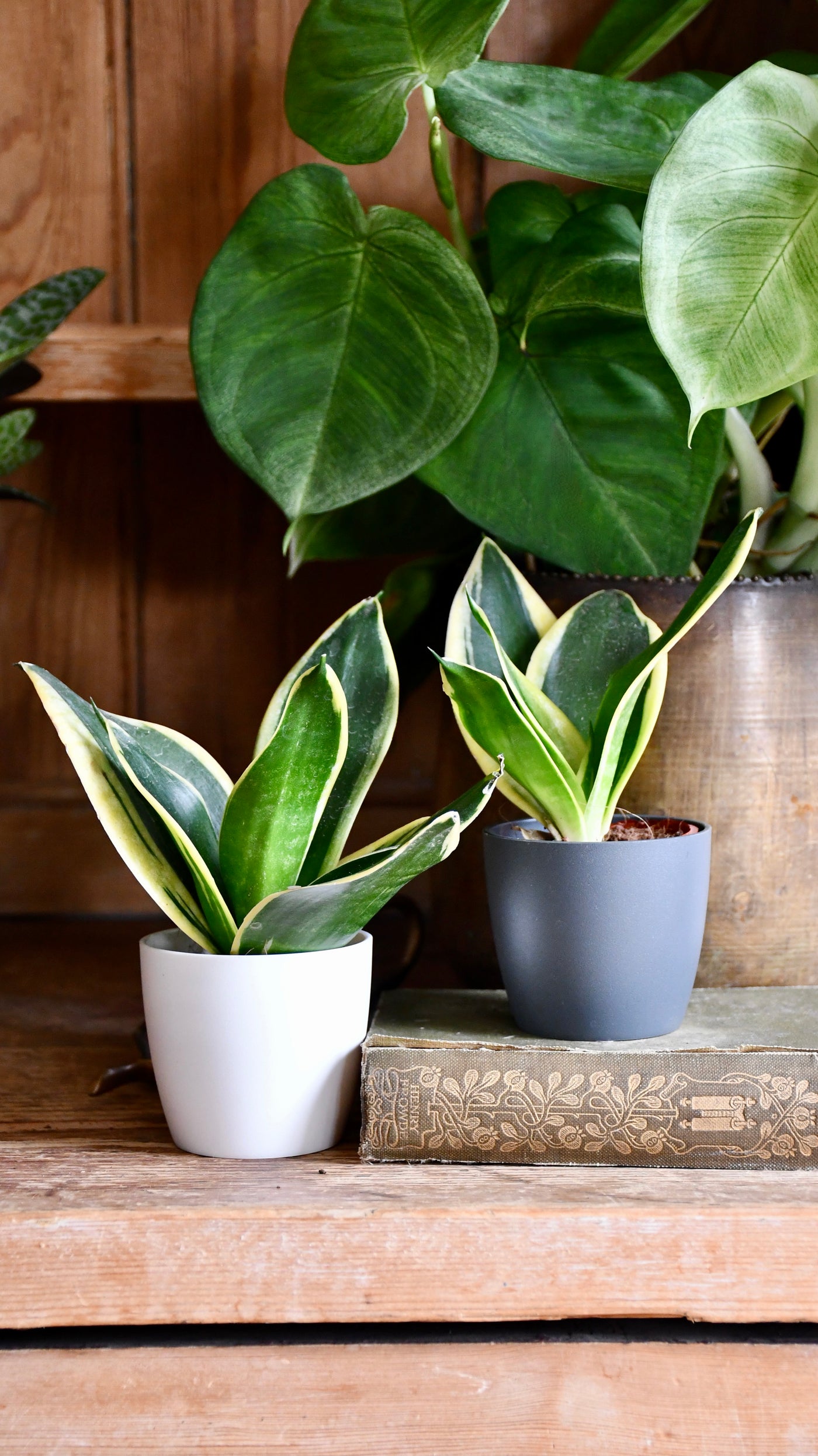 Baby Sansevieria Trifasciata Golden Hahnii & pot