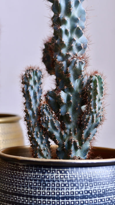 Cereus Peruvianus ‘Monstrosus’