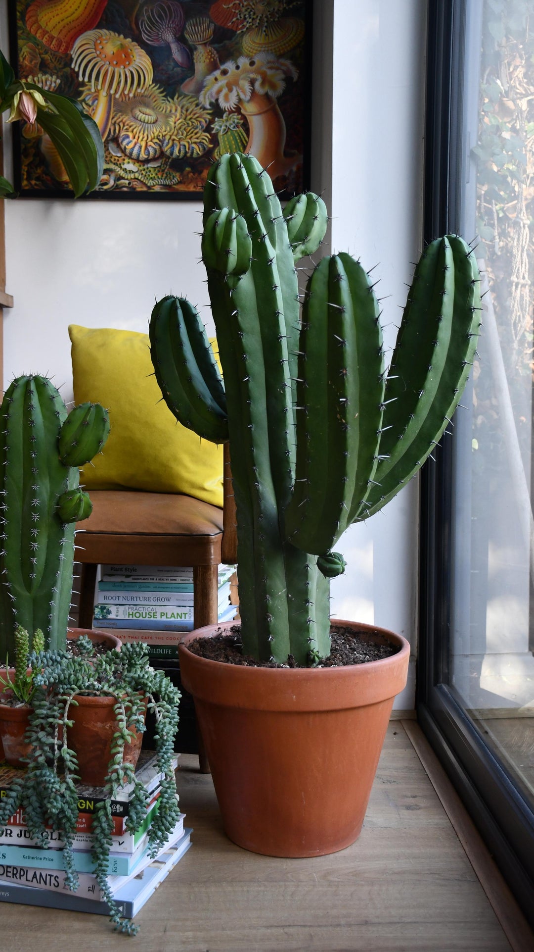 polaskia chichipe cactus Polaskia Chichipe | Rare Cactus
