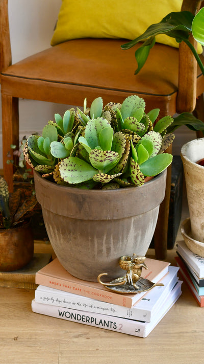 Kalanchoe Marmorata ‘Tiger'